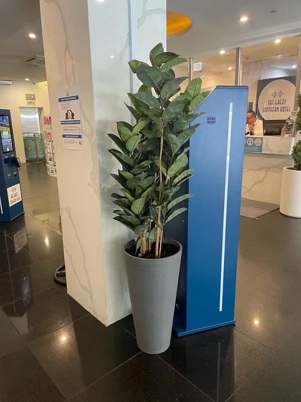 lifelike faux Ficus tree