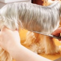 Brands,  Businesses, Places & Professionals Rover Makeover Grooming in Douglasville GA