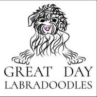 Brands,  Businesses, Places & Professionals Great Day Labradoodles in Salem OR