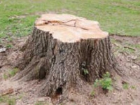 Fort Worth Stump Grinding