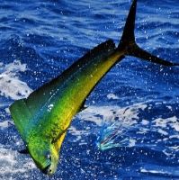 Deep Sea Fishing Charters Gold Coast