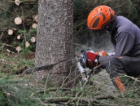 Welland Tree Removal Services