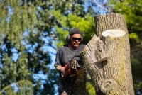 Brands,  Businesses, Places & Professionals State Wide Tree Removals in Granville NSW