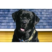 Blue Dog Roofing & Construction