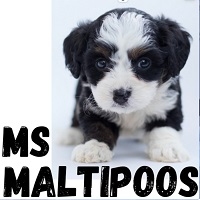 Brands,  Businesses, Places & Professionals MS Maltipoos in Mokena IL