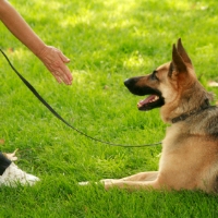 Brands,  Businesses, Places & Professionals Southern Nevada Dog Training in Las Vegas NV