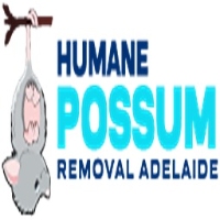 Possum Removal Adelaide