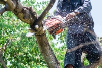 Brands,  Businesses, Places & Professionals Albany Tree Service Pros in Albany NY