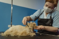 PAWS-atively PURR-fect Pet Grooming & Rescue