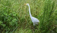 Bluegrass State Wildlife Control Experts