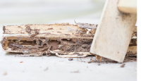 Brands,  Businesses, Places & Professionals Sharp Town Termite Removal Experts in 104 S Market St Seaford, DE 19973 DE