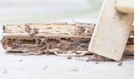 Brands,  Businesses, Places & Professionals Cherry City Termite Removal Experts in Salem OR