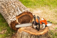 Walnut Creek Tree Service