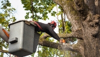 Brands,  Businesses, Places & Professionals Oaks City Tree Removal Co in Raleigh NC