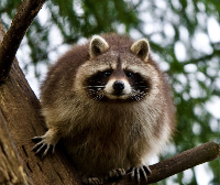 Shipbuilding City Wildlife Control Experts