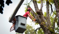 Amish City Tree Services