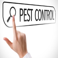 Brands,  Businesses, Places & Professionals Riverside Termite Removal Experts in Riverside CA