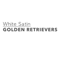 Brands,  Businesses, Places & Professionals White Satin Golden Retrievers in Hastings MN