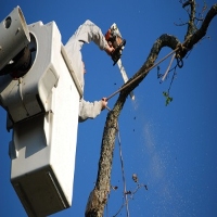 Brands,  Businesses, Places & Professionals Handshake City Tree Service in Utica NY