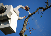 Brands,  Businesses, Places & Professionals Icehouse Tree Removal Co in Lexington SC