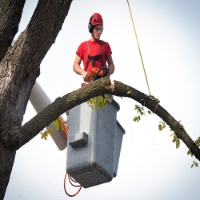 Brands,  Businesses, Places & Professionals Park Tree Service in Billerica MA