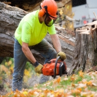 Brands,  Businesses, Places & Professionals Blue River Tree Service in Livingston NJ