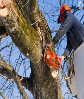 Brands,  Businesses, Places & Professionals Titletown Tree Service in Green Bay WI