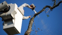 Brands,  Businesses, Places & Professionals Jeff City Tree Service in Jefferson City MO