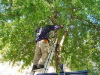 Brands,  Businesses, Places & Professionals Fayetteville Tree Care Services in Fayetteville NC