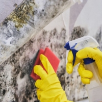 Brands,  Businesses, Places & Professionals Little London Mold Inspections in Colorado Springs CO