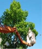 Brands,  Businesses, Places & Professionals Bruggerhoff Tree Services in Cedar Park TX