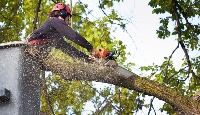 Chilltown Tree Service