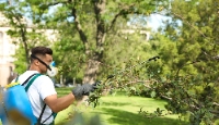 Brands,  Businesses, Places & Professionals Brave County Tree Co in Silverdale WA