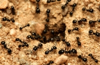 Brands,  Businesses, Places & Professionals Flower City Termite Experts in Springfield IL