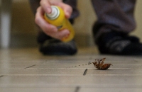 Brands,  Businesses, Places & Professionals River City Termite Removal Experts in Richmond VA