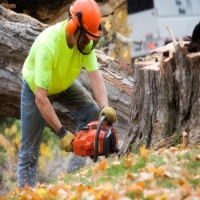 Brands,  Businesses, Places & Professionals Five Season Tree Services in Council Bluffs IA