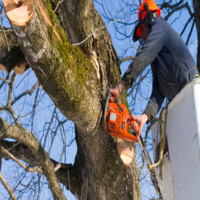 Brands,  Businesses, Places & Professionals Heart of Georgia Tree Removal Solutions in Macon GA