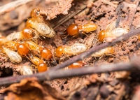 Main Street Termite Experts