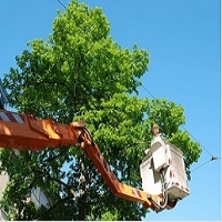 Burbanker Tree Service Burbank