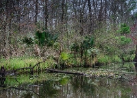 Big Fish Wildlife Control Experts