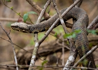 Woodside Wildlife Control Experts