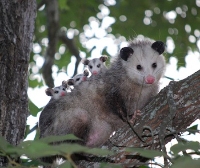 Brands,  Businesses, Places & Professionals Angel City Wildlife Control Experts in West Hollywood CA