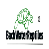 Brands,  Businesses, Places & Professionals buy reptiles online - Back Water Reptiles And Lizards Monito in Rocklin CA