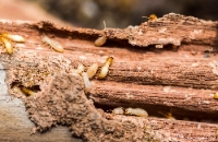 Funky Town Termite Experts