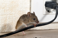 Brands,  Businesses, Places & Professionals Watertown Pest Control Solutions in Watertown NY