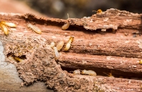 Brands,  Businesses, Places & Professionals Heart Of Dixie Termite Experts in Montgomery AL