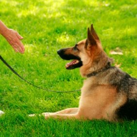 Brands,  Businesses, Places & Professionals Buddy's Dog School, Inc. in Harrah OK