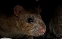 Brands,  Businesses, Places & Professionals Rodent Riddance Hampshire in Fareham England