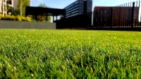 Antelope Artificial Grass