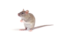 Frontline Rodent Control Melbourne